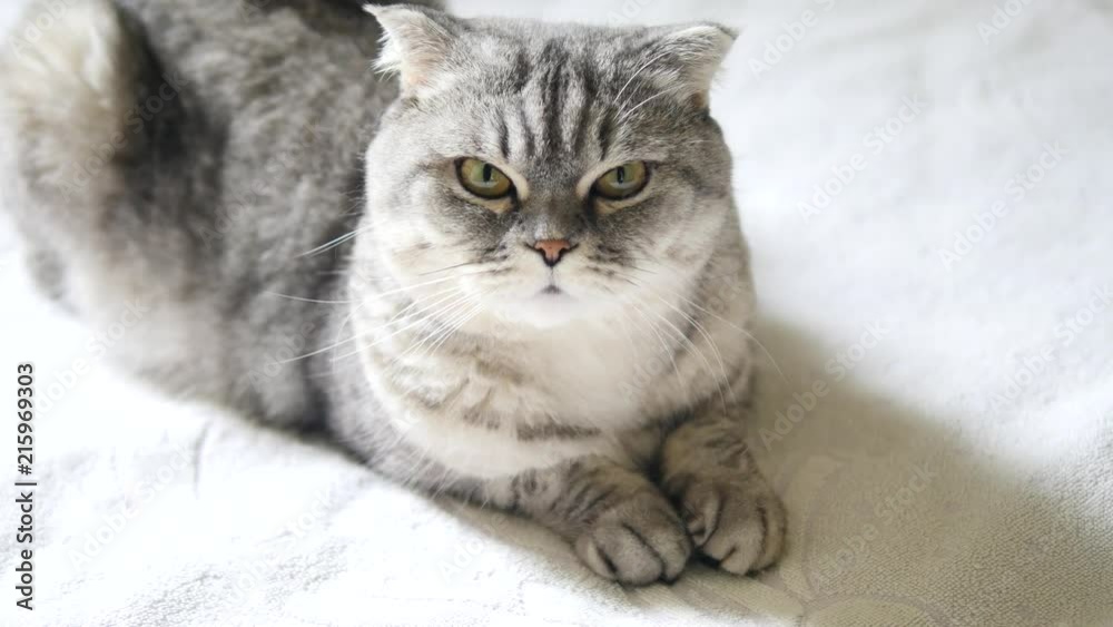 Peaceful cat rests clasped paws, scottish fold cat Peaceful cat rests clasped paws, scottish fold cat
