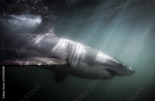Great white shark (Carcharodon carcharias) swimming underwater in South Africa