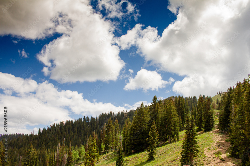 Mountain Lawn