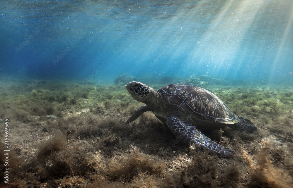 Fototapeta premium Green sea turtle (Chelonia mydas) resting in sea grass at Apo island, Philippines