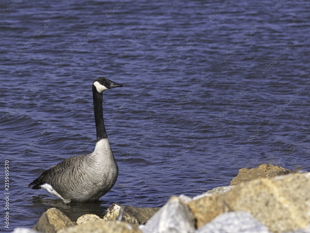 Canada Goose