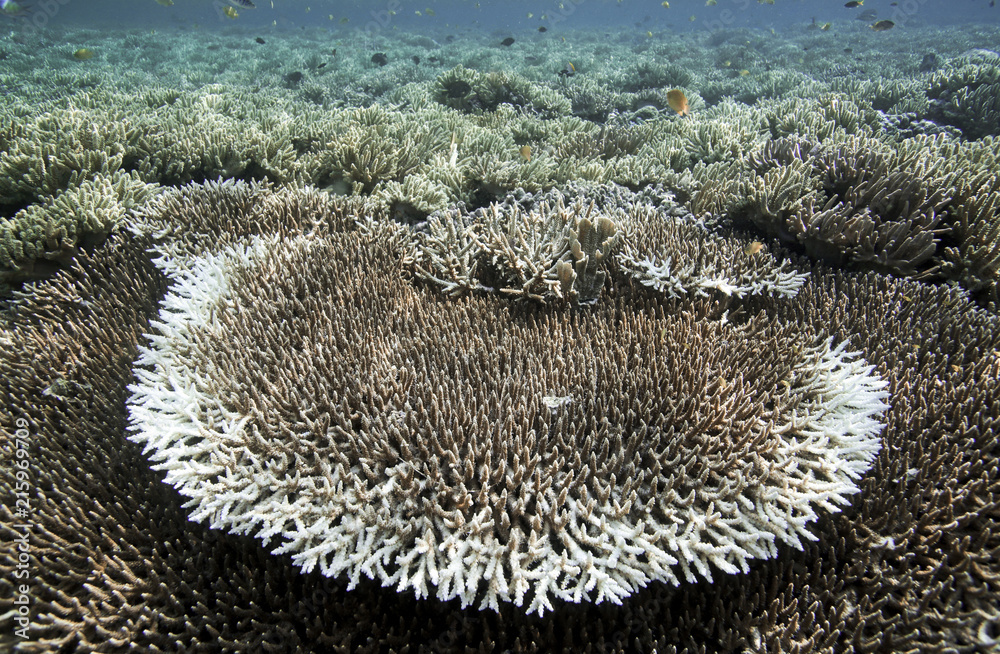 Obraz premium Coral reef underwater view in Raja Ampat, West Papua, Indonesia