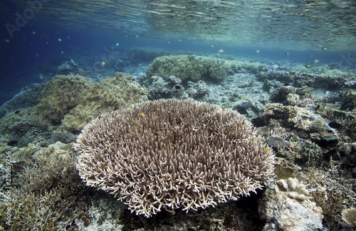 Coral reef underwater view in Raja Ampat, West Papua, Indonesia