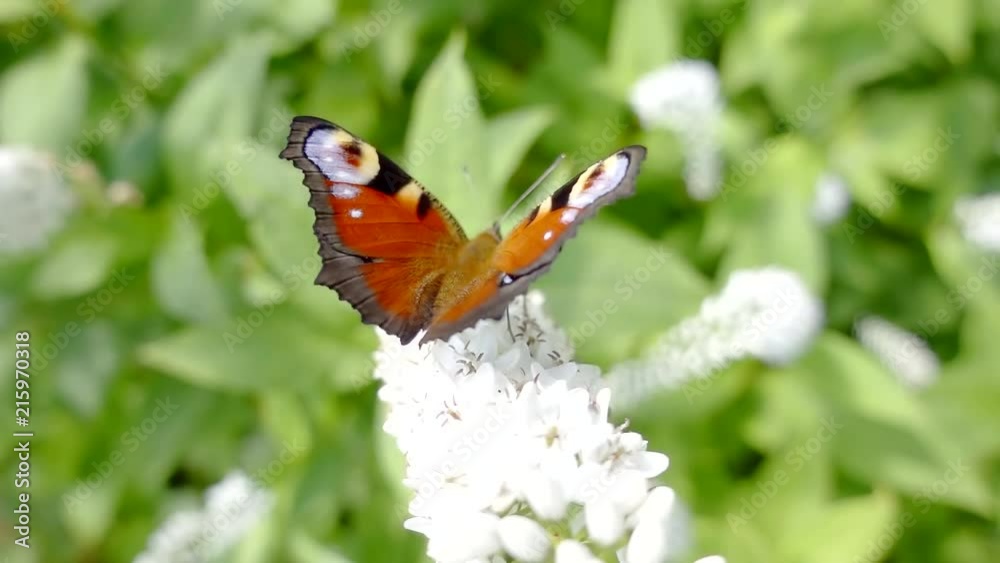 Close up shot of a beautiful, majestic butterfly. Close up shot of a beautiful, majestic butterfly.