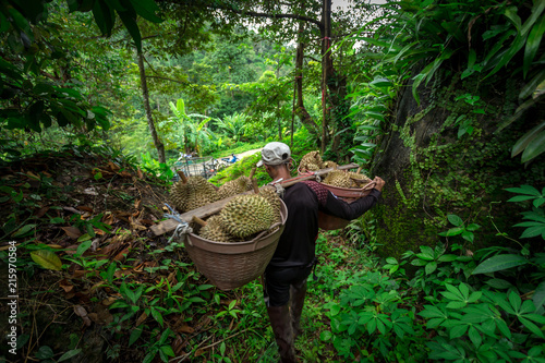 Bild auf Leinwand Durian farmers are carrying out from the garden durian.
