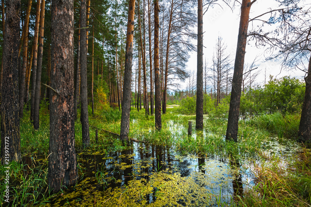 Pine forest on the edge of the swamp. Siberia,Russia Pine forest on the edge of the swamp. Siberia,Russia