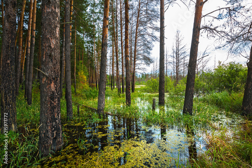 Pine forest on the edge of the swamp. Siberia,Russia