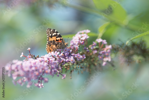 Papillon sur fleur © Marc Andreu