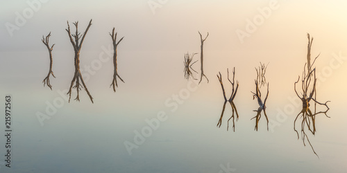 Dead Forest Reflection in the Morning Light at Lake Ninan Western Australia