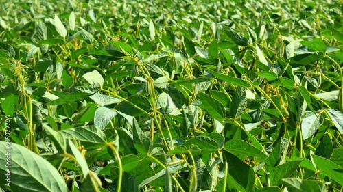 Soybean field with fresh green soya in sun light