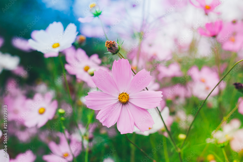 Colorful bright cosmos flowers, beautiful background Colorful bright cosmos flowers, beautiful background