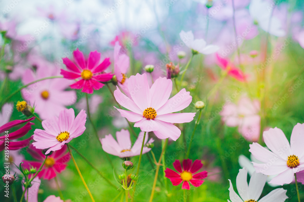 Colorful bright cosmos flowers, beautiful background Colorful bright cosmos flowers, beautiful background