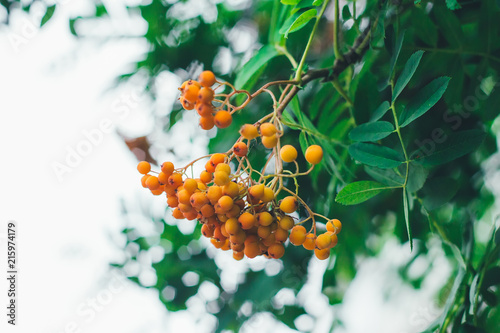 Wallpaper Mural Bunch of unripe yellow berries of rowan tree on the background of green leaves Torontodigital.ca