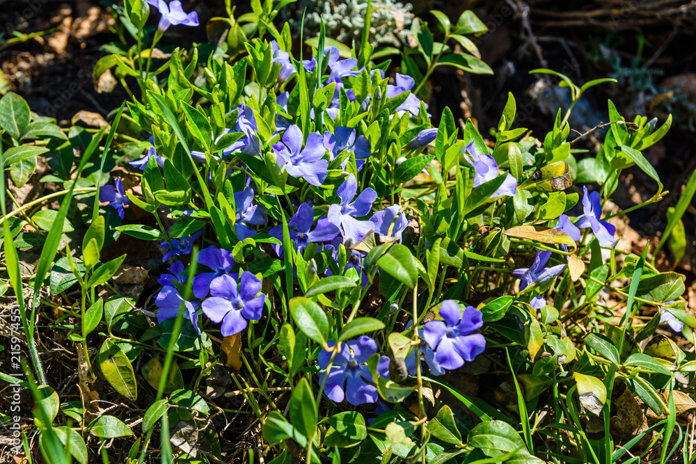 Blue linen flowers on a flowerbed in garden Blue linen flowers on a flowerbed in garden