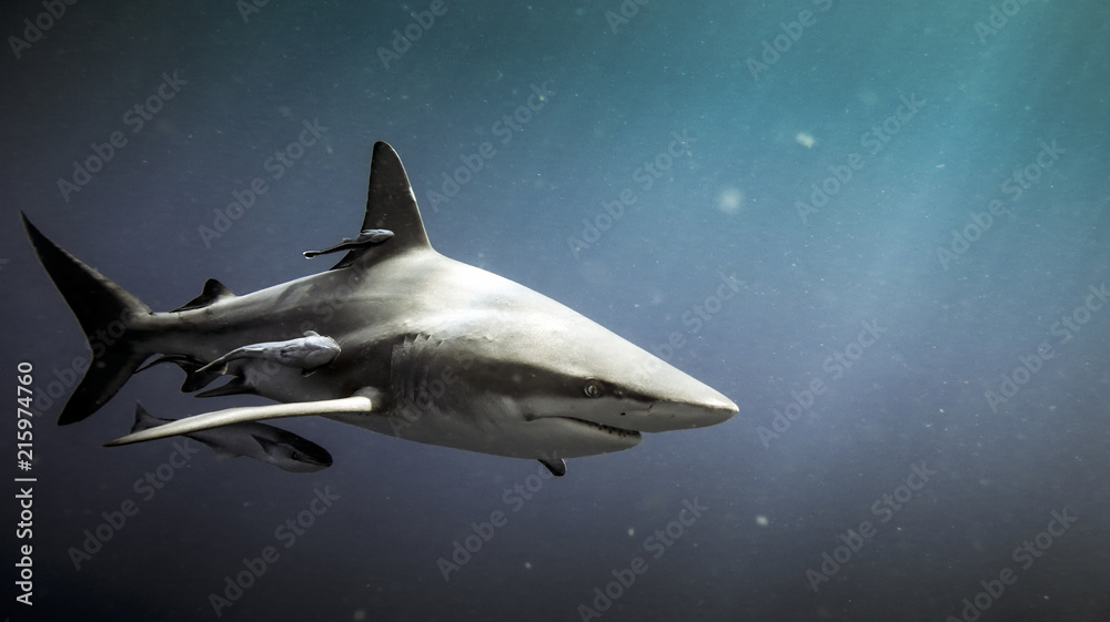 Naklejka premium Rekin czarnopłetwy Oceanc (Carcharhinus limbatus) i ryby remora pod wodą w Natal, RPA