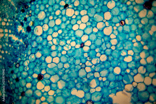 Cell of a living organism in the microscope