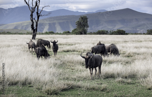 Herd of blue wildebeest (Connochaetes taurinus) grazing African savannah