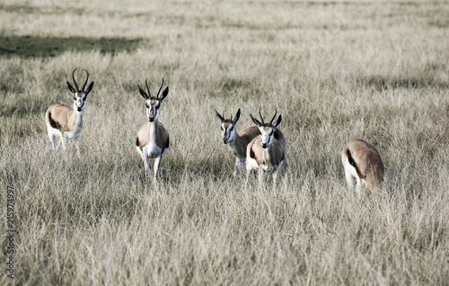 Springbok antelope (Antidorcas marsupialis) in savannah, South Africa