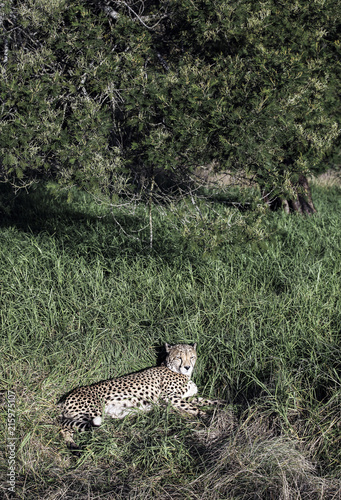 A cheetah (Acinonyx jubatus) resting in lush green grass in South Africa
