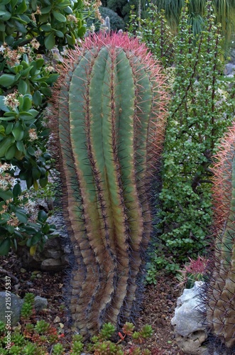 The thorny but beautiful cactus plants photo