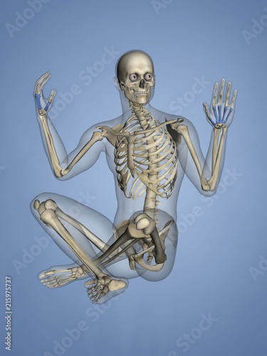 Metacarpus, Human Skeleton, 3D Model