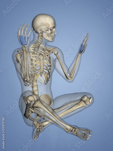 Metacarpus, Human Skeleton, 3D Model