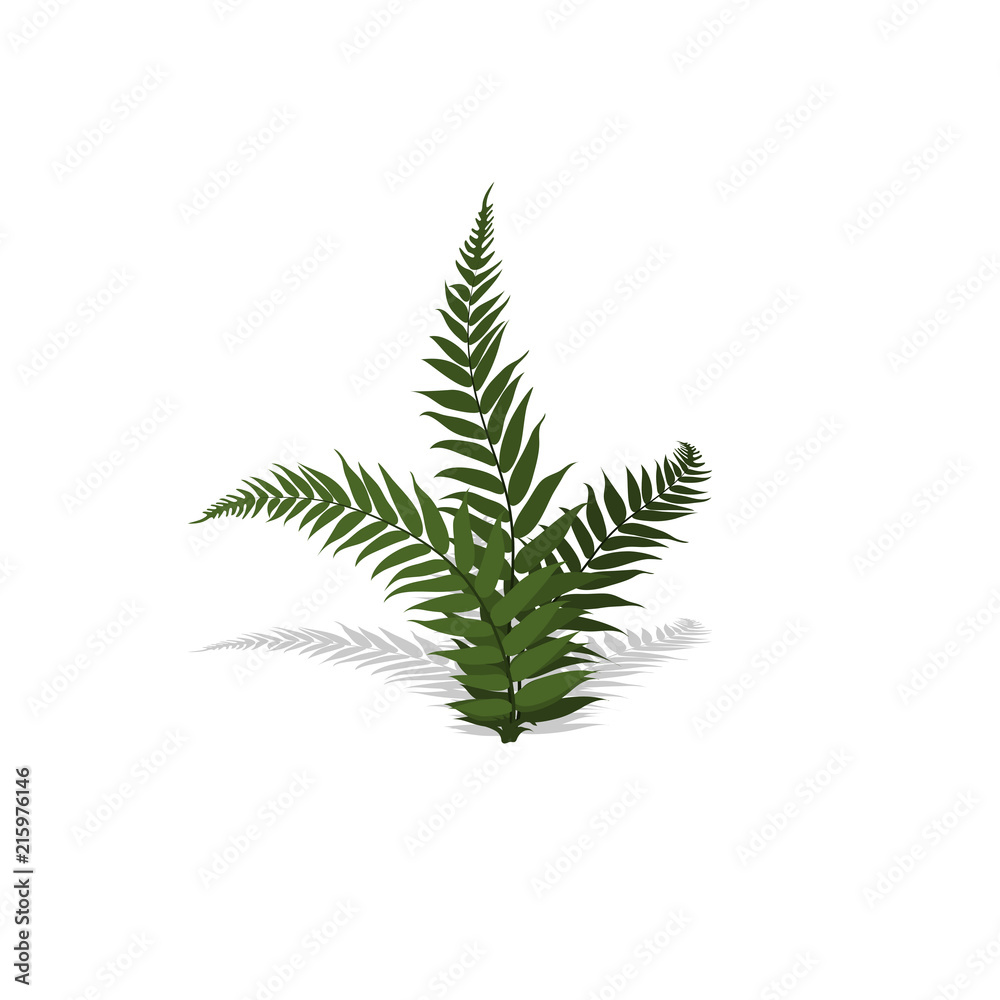 Plant in isometric style. Cartoon tropical fern on white background. Isolated image of jungles bush. Vector illustration Plant in isometric style. Cartoon tropical fern on white background. Isolated image of jungles bush. Vector illustration