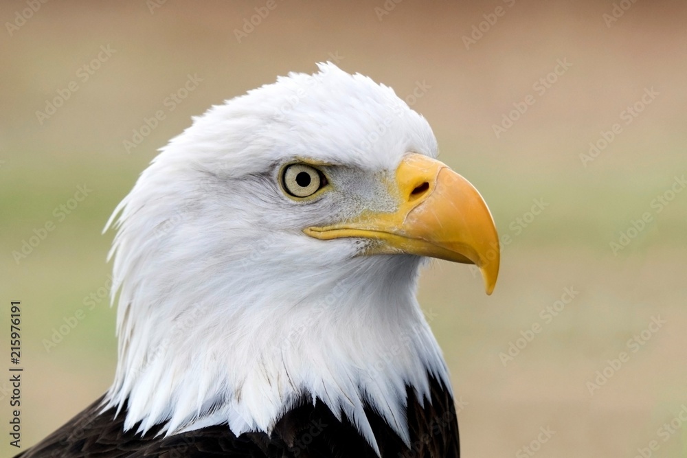 A portrait of an American Bald Eagle. A portrait of an American Bald Eagle.