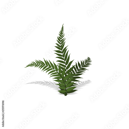 Plant in isometric style. Cartoon tropical fern on white background. Isolated image of jungles bush. Vector illustration