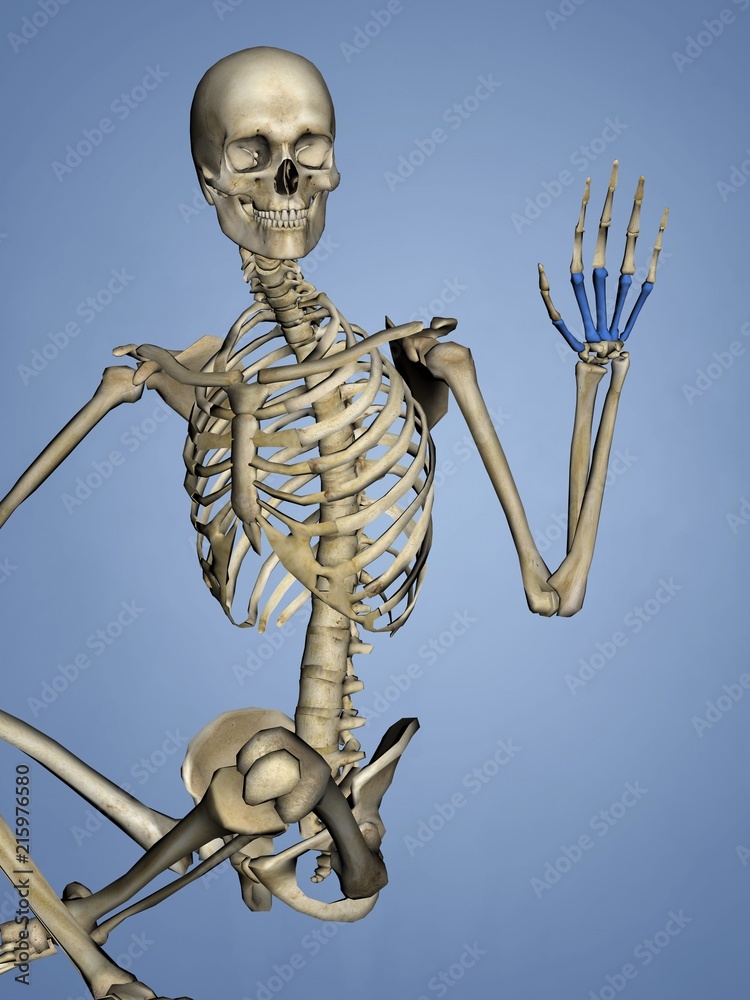 Metacarpus, Human Skeleton, 3D Model Stock Illustration | Adobe Stock