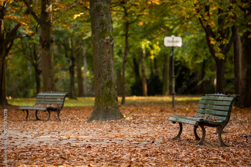A wooden bench in an autumn Tiergarten park in Berlin