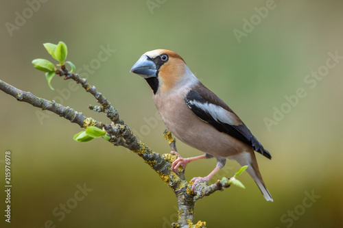 Leinwand Poster Hawfinch on a branch