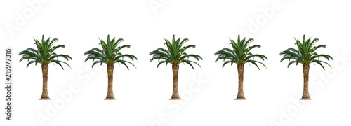 Dates palm tree isolated on white background.