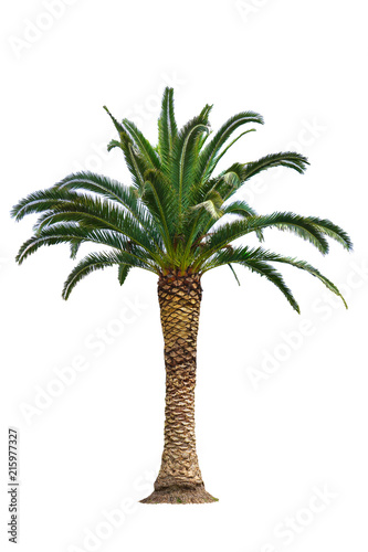 Dates palm tree isolated on white background.