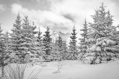 Winter forest in the High Tatra Mountains. Poland.