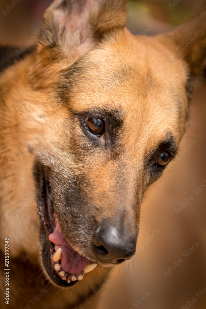 German shepherd German shepherd