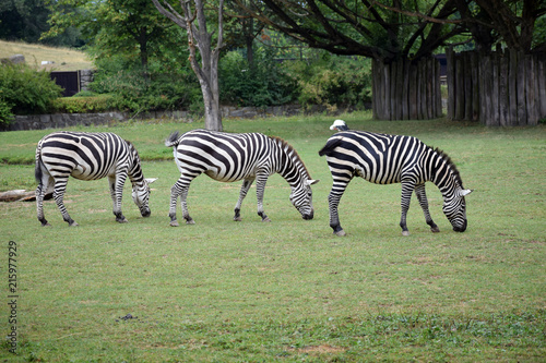 Trio of the zebras.