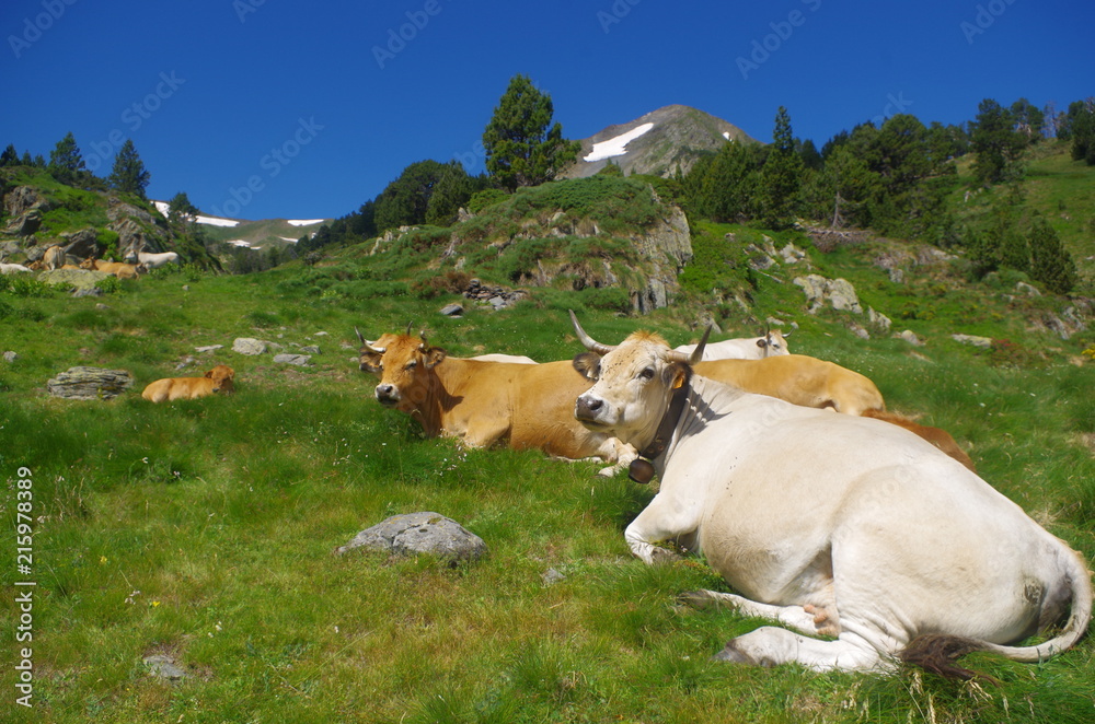 Vaches de montagne
