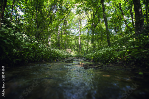 Fototapeta Naklejka Na Ścianę i Meble -  water stream in green forest 