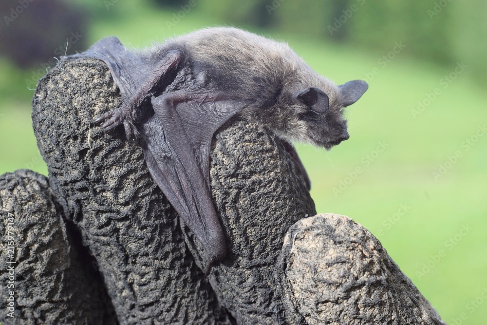 Small bat holding tight human fingers in working gloves