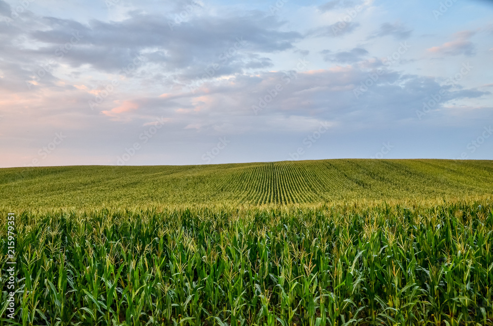 Beautiful green maize field at sunset.