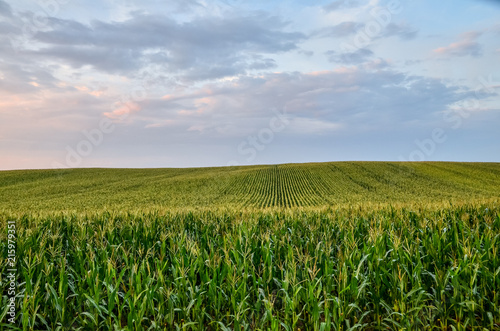 Beautiful green maize field at sunset. © kyrychukvitaliy
