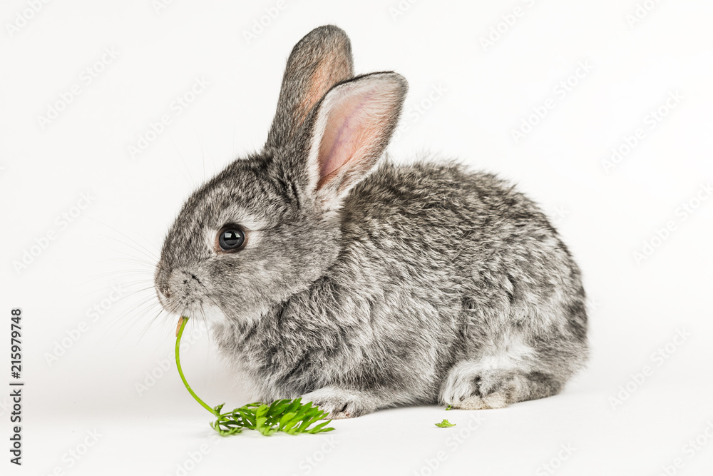 Grey little rabbit bites a carrot on a white background Grey little rabbit bites a carrot on a white background