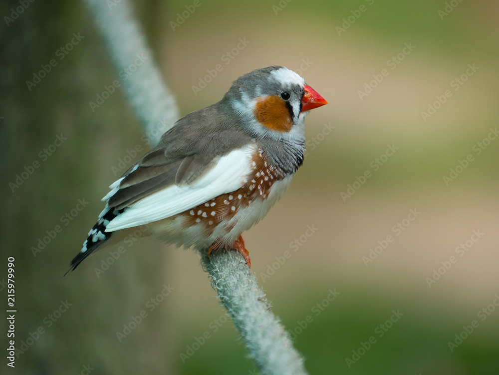 Diamant Mandarin Stock Photo | Adobe Stock