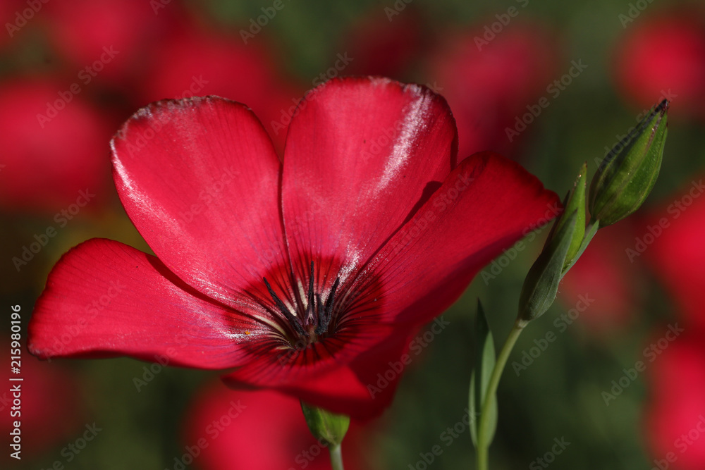 red flax red flax