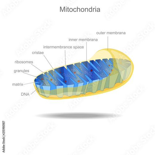 mitochondria