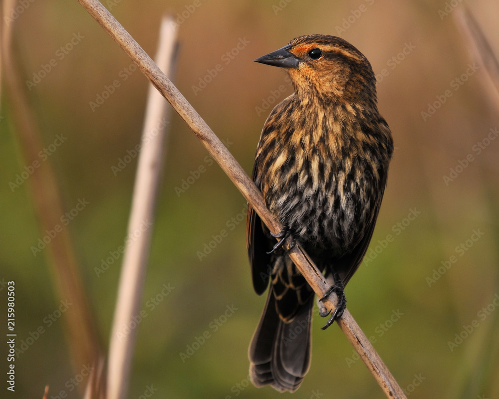 Fototapeta premium Female Redwing / The Female Redwing in south Florida