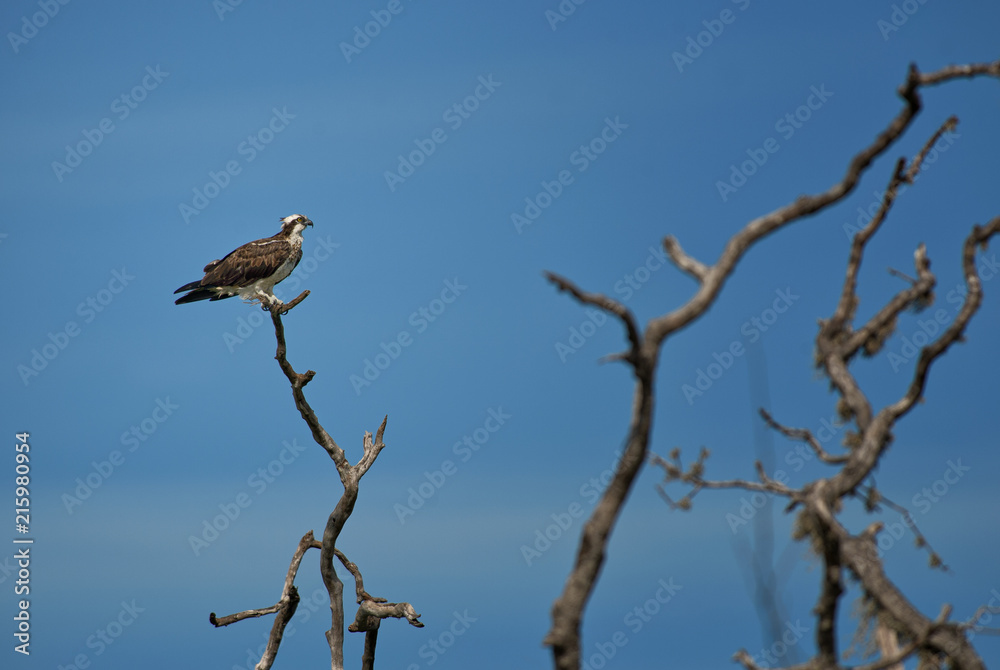 Osprey - Pandion haliaetus, beautiful raptor from Sri Lankan national park Yala. Osprey - Pandion haliaetus, beautiful raptor from Sri Lankan national park Yala.