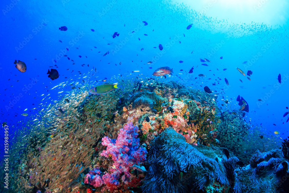 Fototapeta premium Colorful tropical fish swimming over a beautiful,healthy tropical coral reef