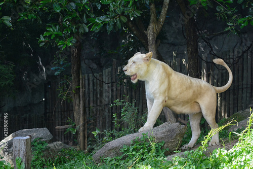 Fototapeta Naklejka Na Ścianę i Meble -  White lion standing on rocks.